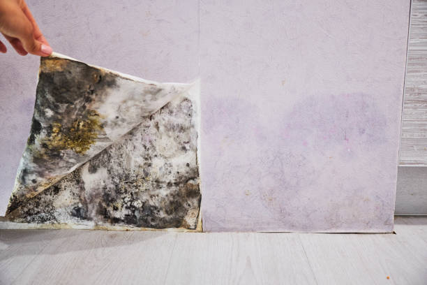 Best Post-Flood Mold Remediation in Aventura, FL